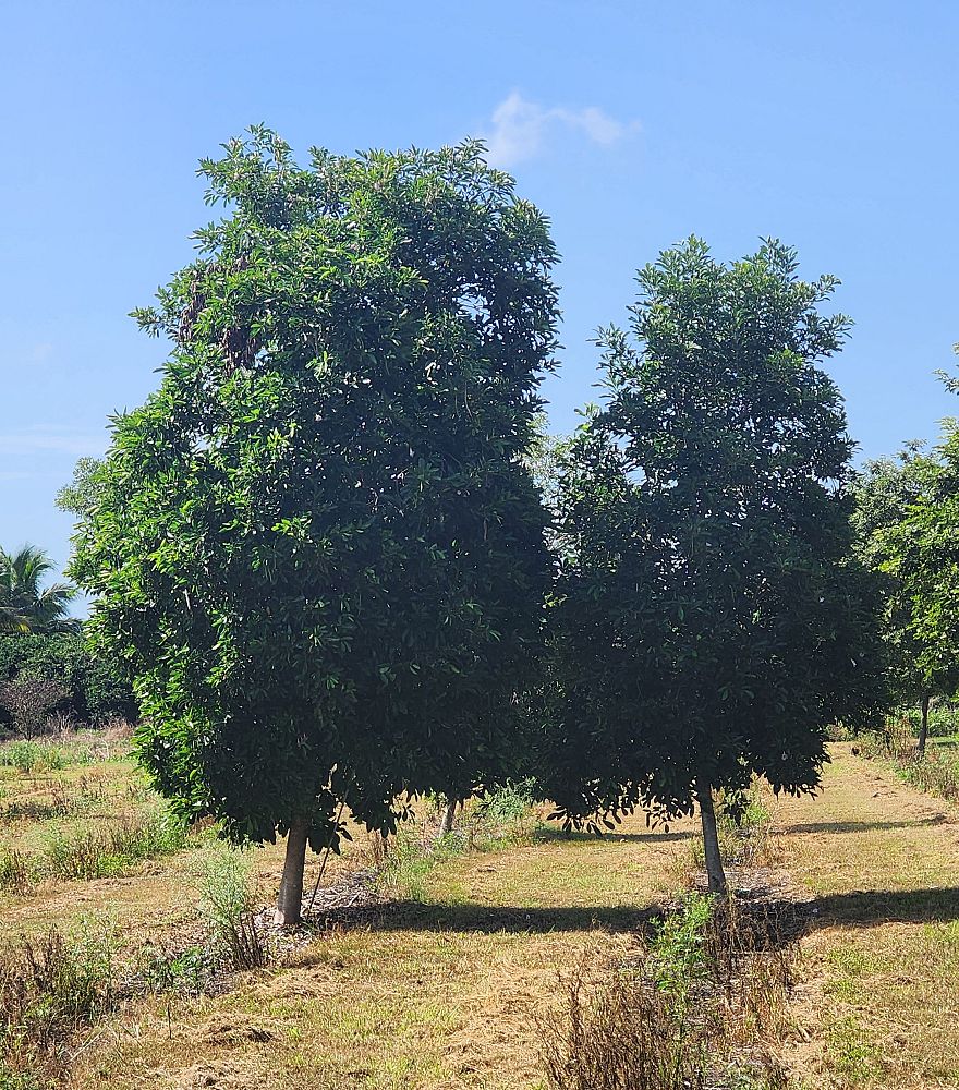 tabebuia-heterophylla-pink-trumpet-tree