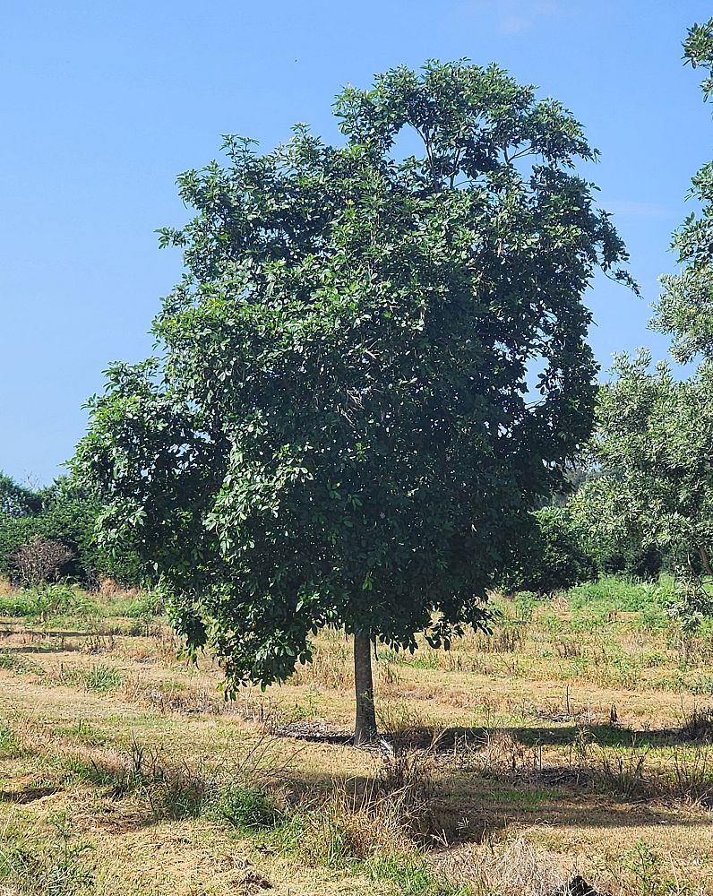 tabebuia-heterophylla-pink-trumpet-tree