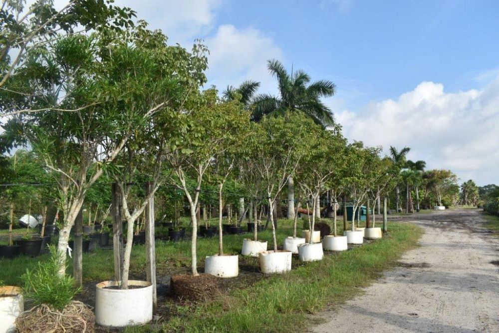 tabebuia-impetiginosa-purple-trumpet-tree