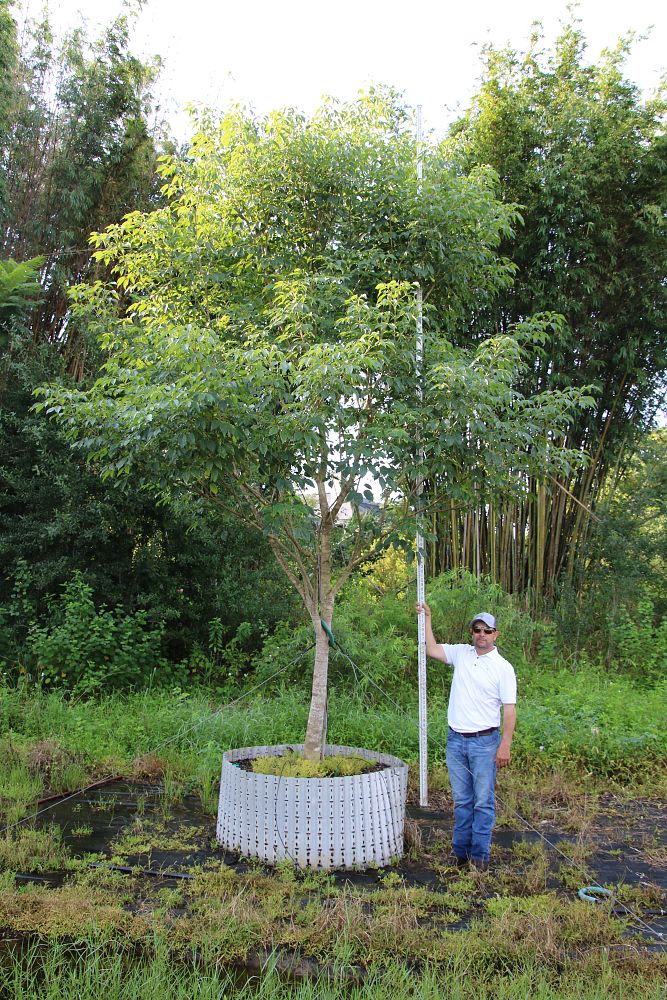 tabebuia-impetiginosa-purple-trumpet-tree