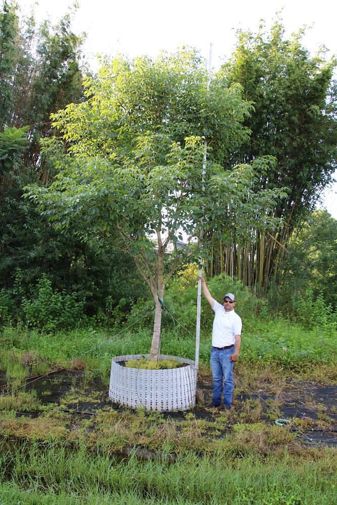 tabebuia-impetiginosa-purple-trumpet-tree