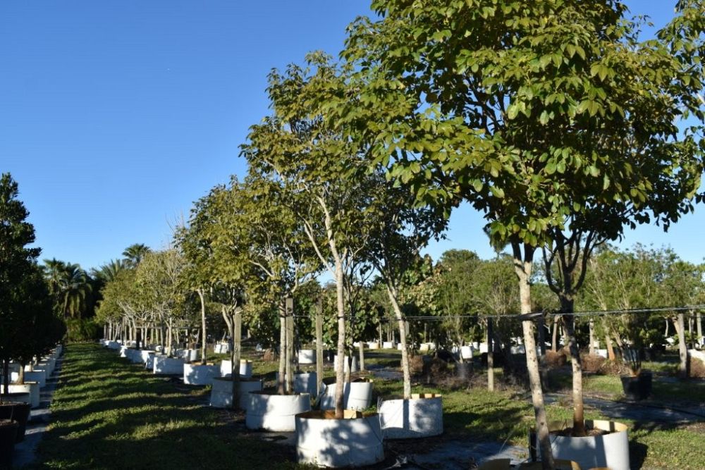 tabebuia-impetiginosa-purple-trumpet-tree