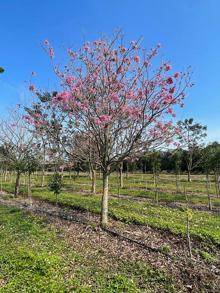 tabebuia-impetiginosa-purple-trumpet-tree