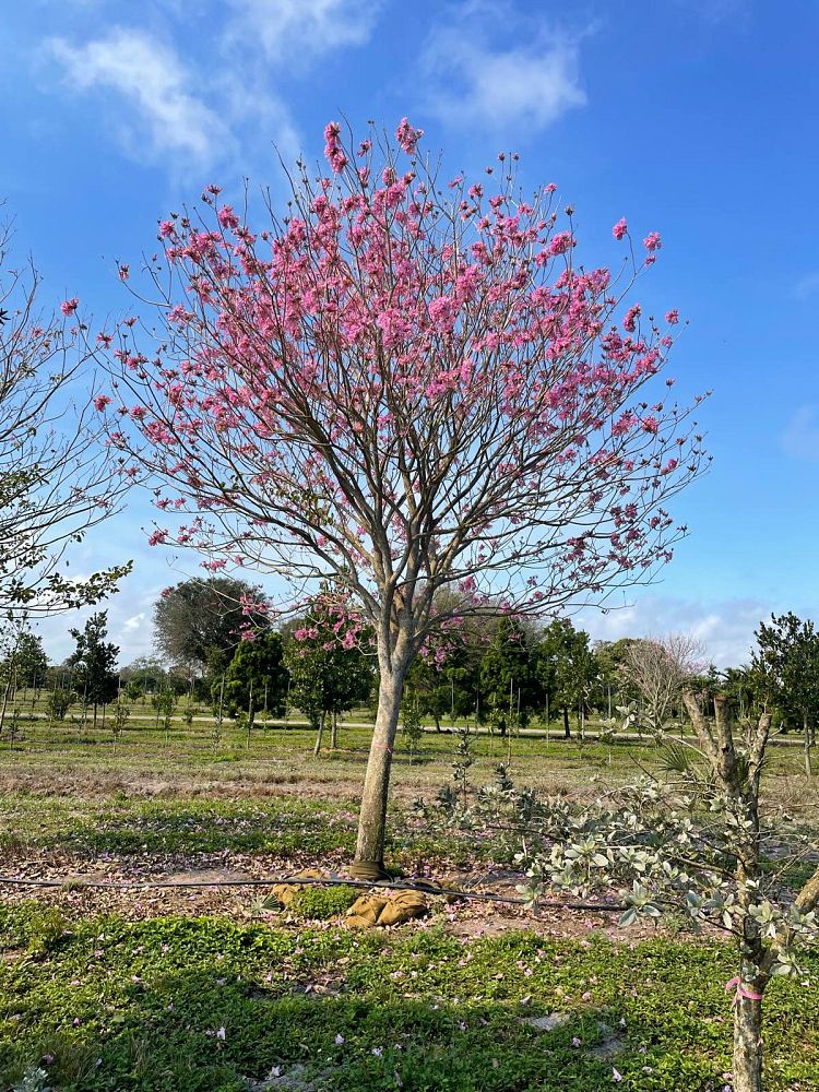 tabebuia-impetiginosa-purple-trumpet-tree