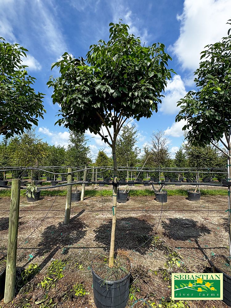 tabebuia-impetiginosa-purple-trumpet-tree