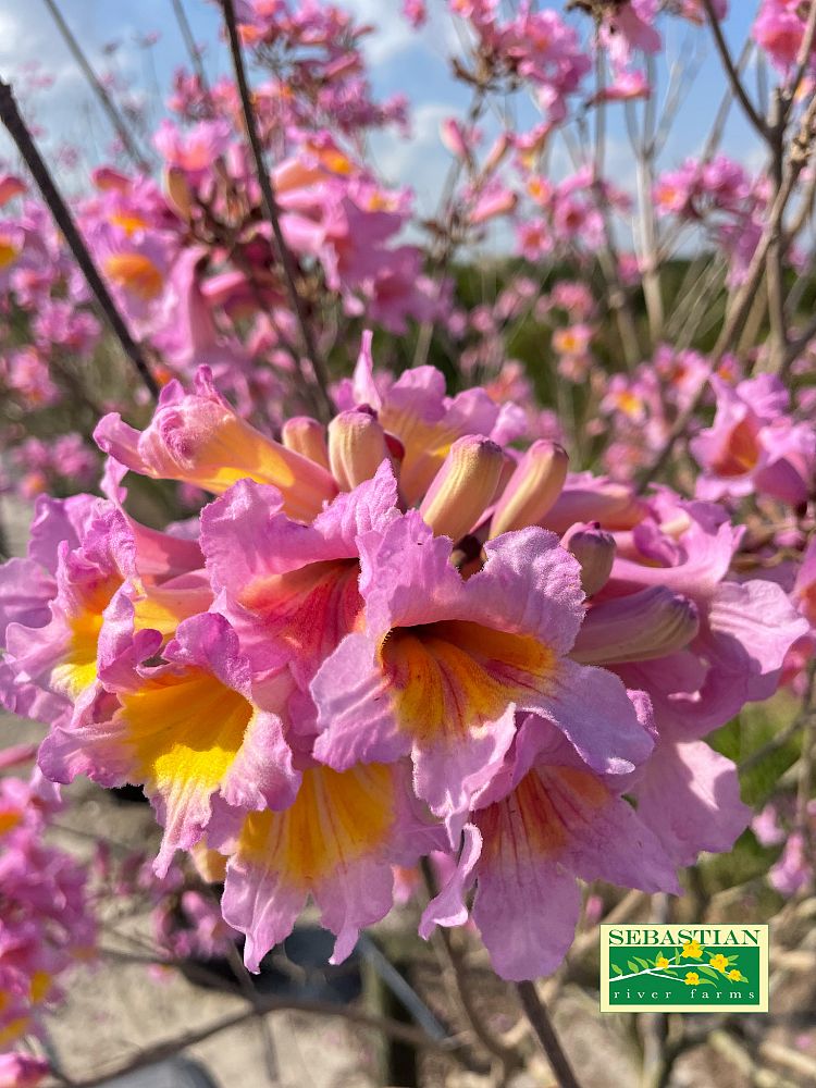 tabebuia-impetiginosa-purple-trumpet-tree