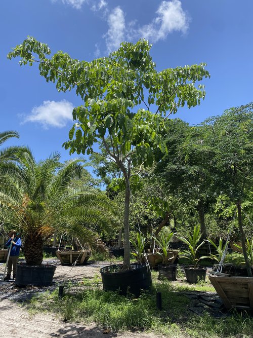 tabebuia-rosea-tabebuia-pentaphylla-salvador-pink-trumpet