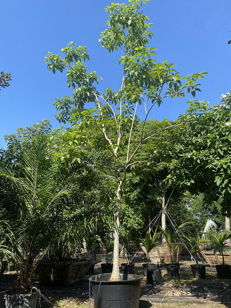 tabebuia-rosea-tabebuia-pentaphylla-salvador-pink-trumpet