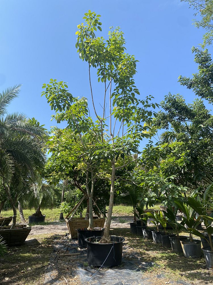 tabebuia-rosea-tabebuia-pentaphylla-salvador-pink-trumpet