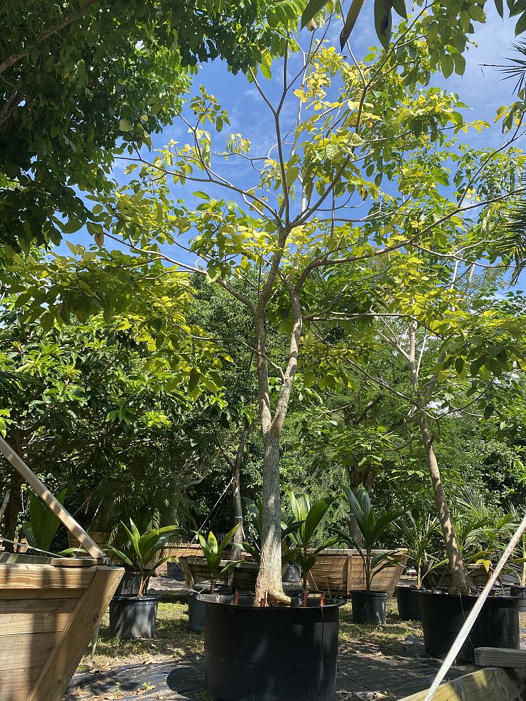 tabebuia-rosea-tabebuia-pentaphylla-salvador-pink-trumpet