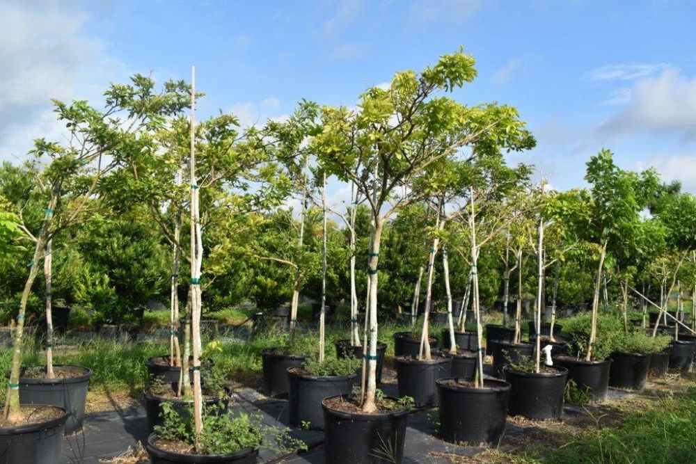 tabebuia-umbellata-yellow-trumpet-tree