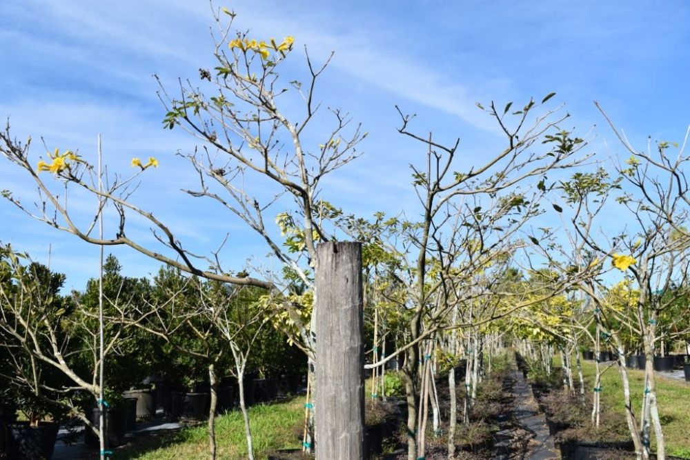 tabebuia-umbellata-yellow-trumpet-tree