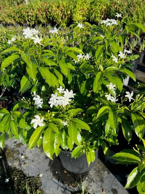 tabernaemontana-arborea-rose-ex-j-d-sm-jasmine