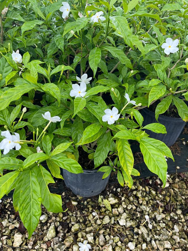 tabernaemontana-divaricata-pinwheel-jasmine-pinwheel-jasmine