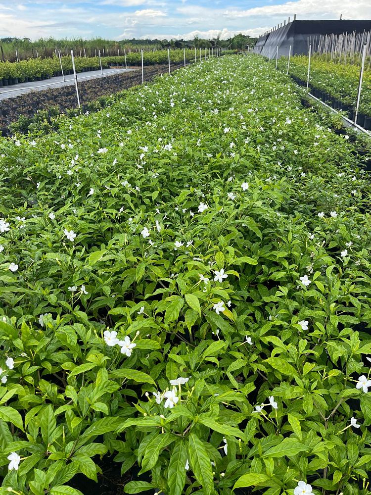 tabernaemontana-divaricata-pinwheel-jasmine-pinwheel-jasmine