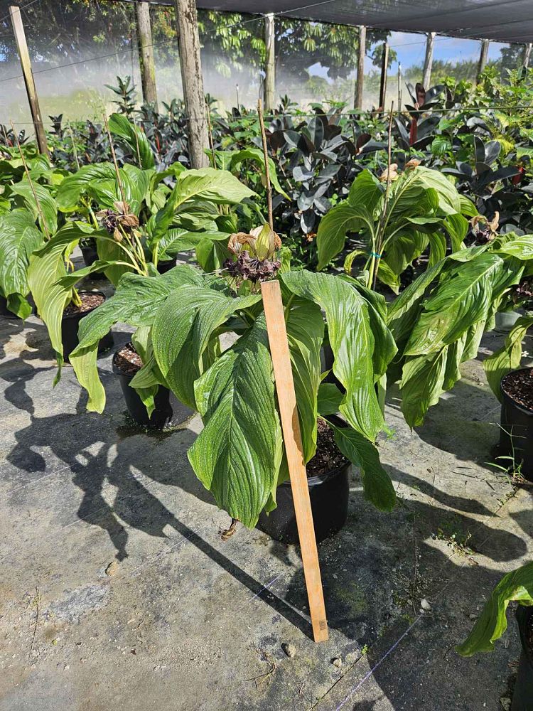 tacca-integrifolia-white-bat-flower