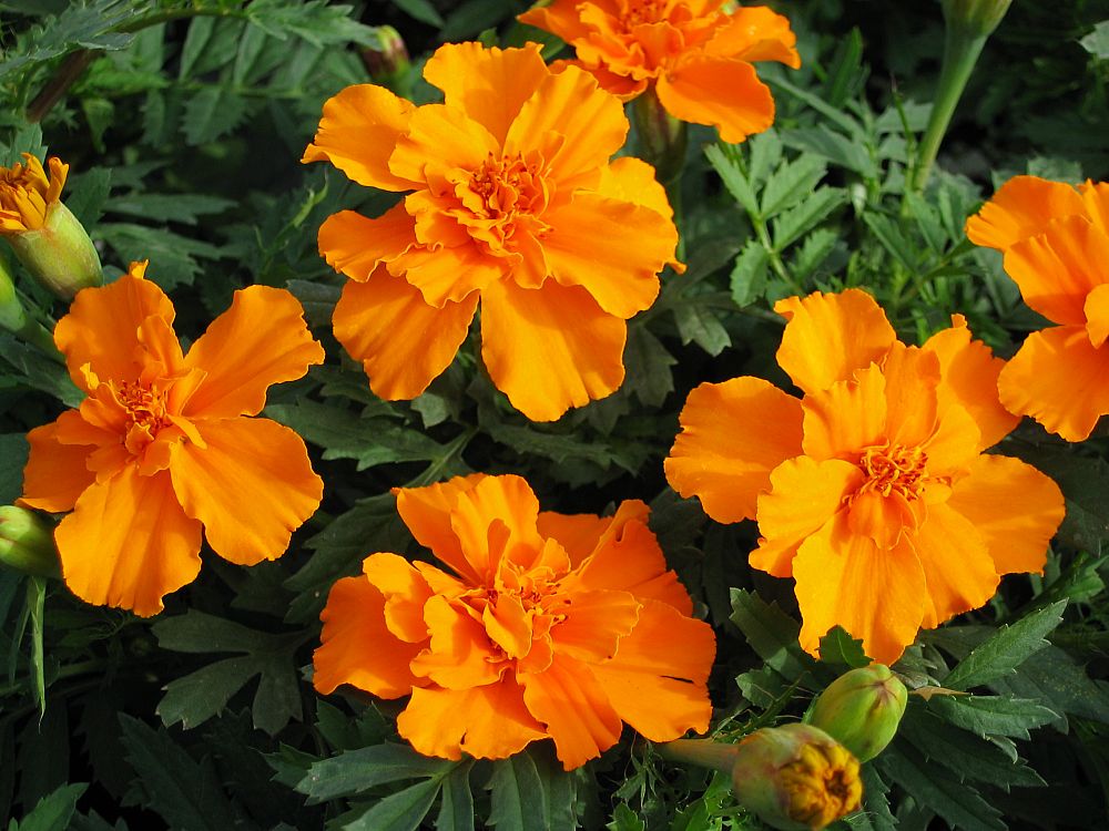 tagetes-patula-durango-tangerine-french-marigold-marigold