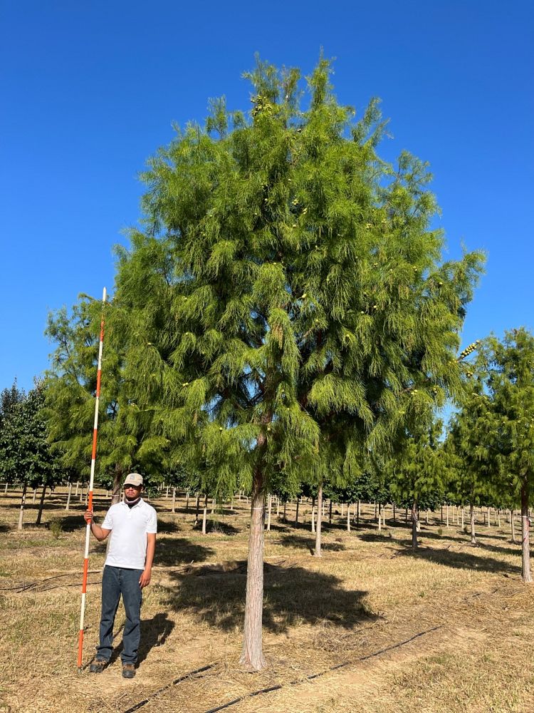 taxodium-ascendens-debonair-pond-cypress