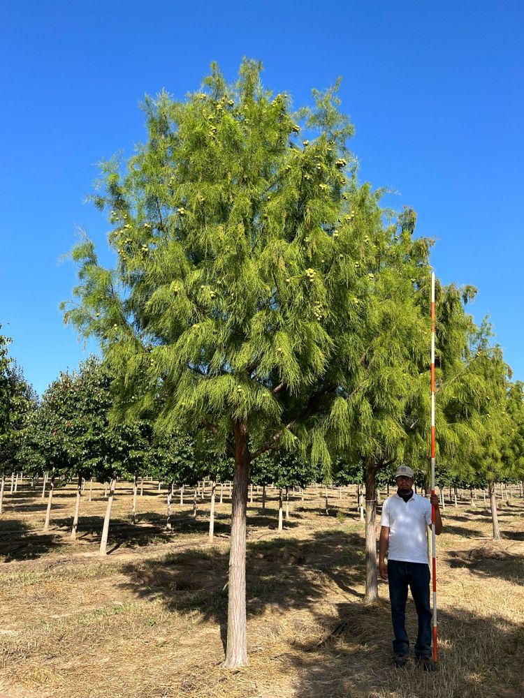 taxodium-ascendens-debonair-pond-cypress