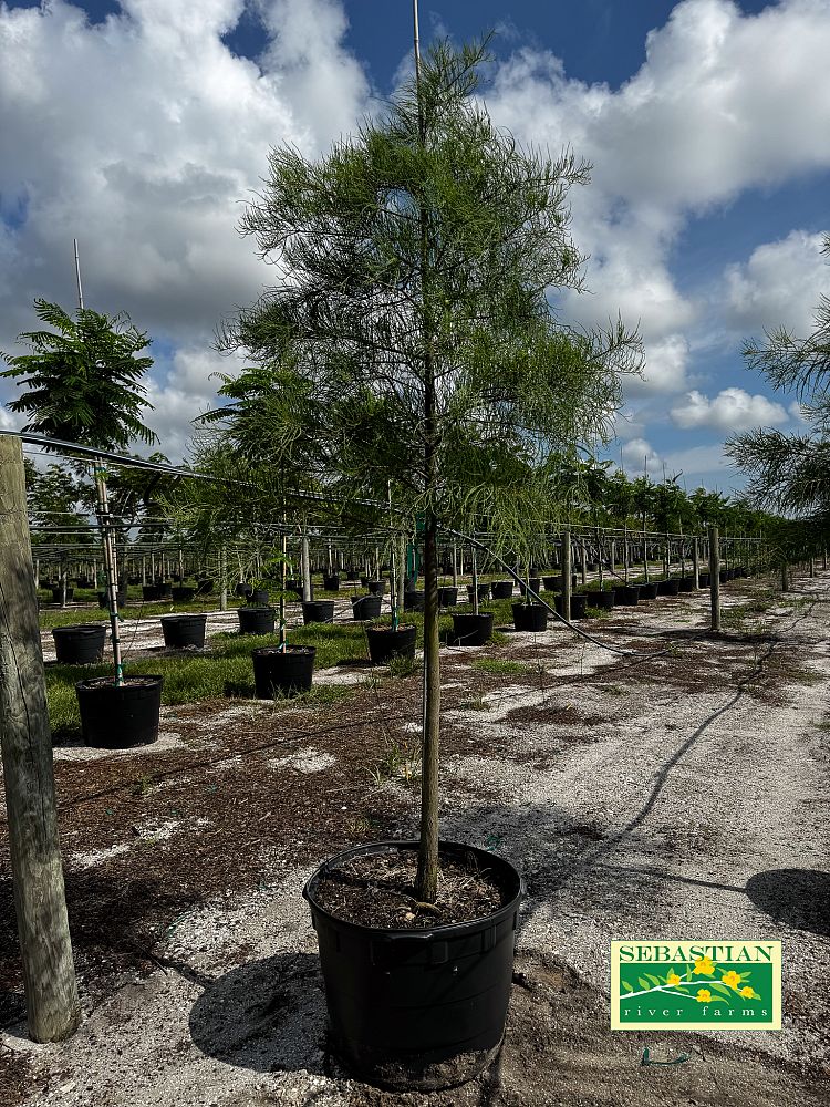 taxodium-ascendens-pond-cypress