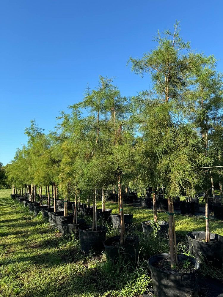 taxodium-ascendens-pond-cypress