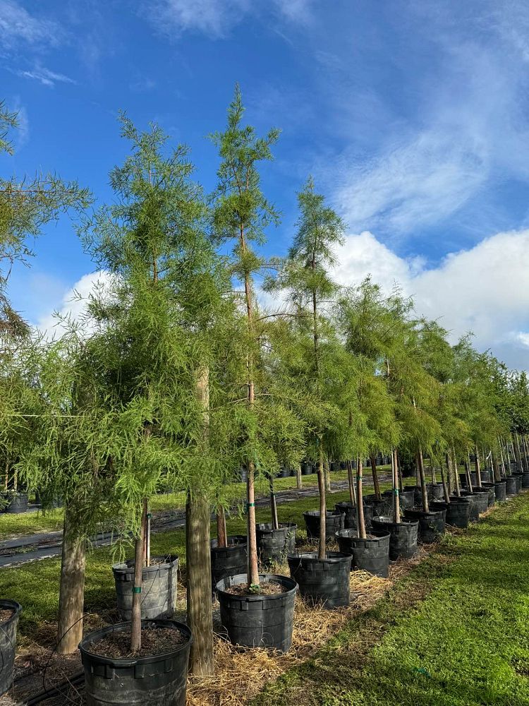 taxodium-ascendens-pond-cypress