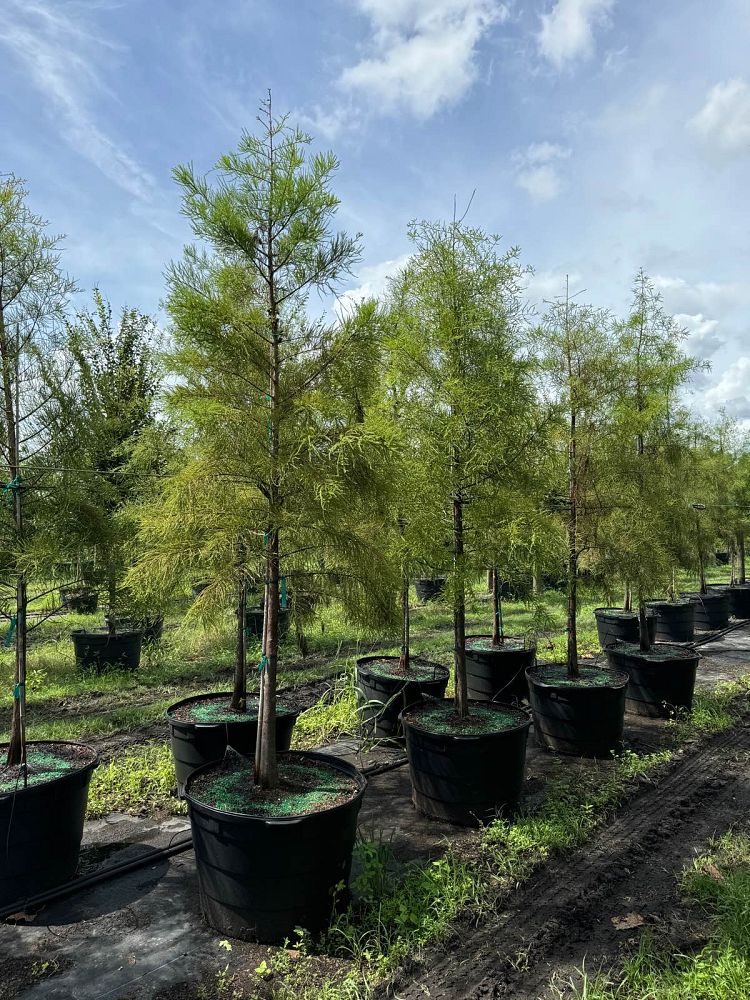 taxodium-ascendens-pond-cypress