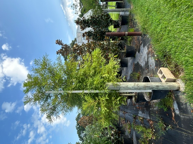 taxodium-ascendens-pond-cypress