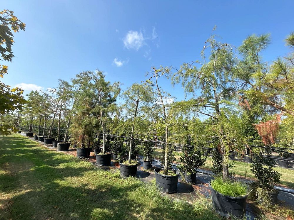 taxodium-ascendens-pond-cypress