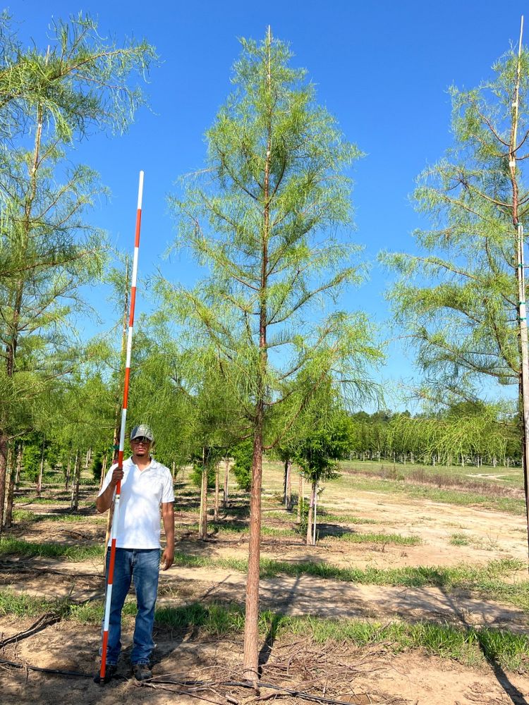 taxodium-ascendens-prairie-sentinel-pond-cypress