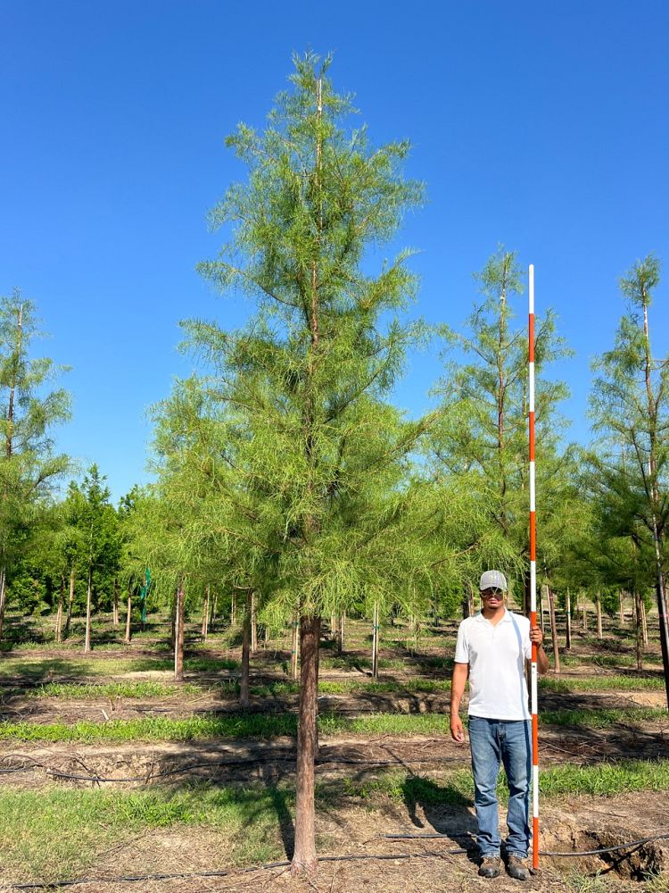 taxodium-ascendens-prairie-sentinel-pond-cypress