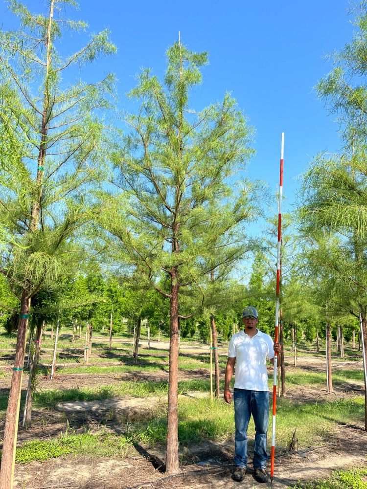 taxodium-ascendens-prairie-sentinel-pond-cypress