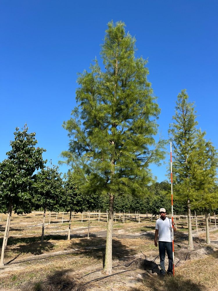 taxodium-ascendens-prairie-sentinel-pond-cypress