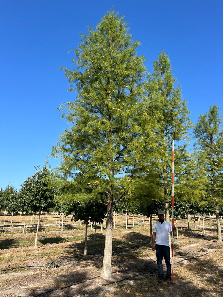 taxodium-ascendens-prairie-sentinel-pond-cypress