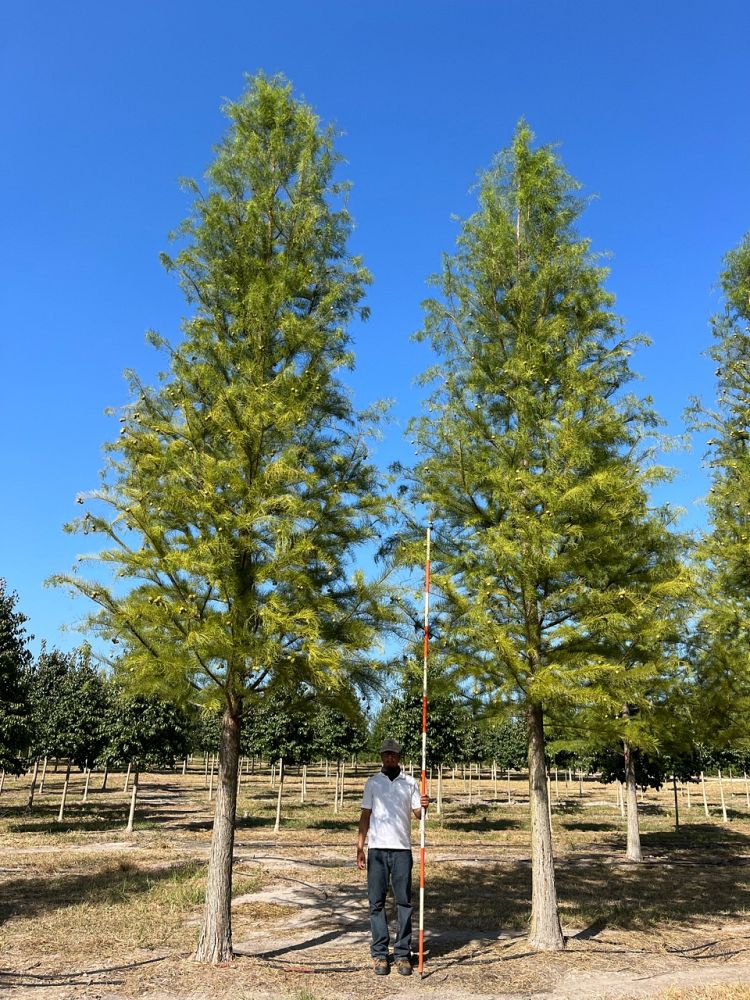 taxodium-ascendens-prairie-sentinel-pond-cypress