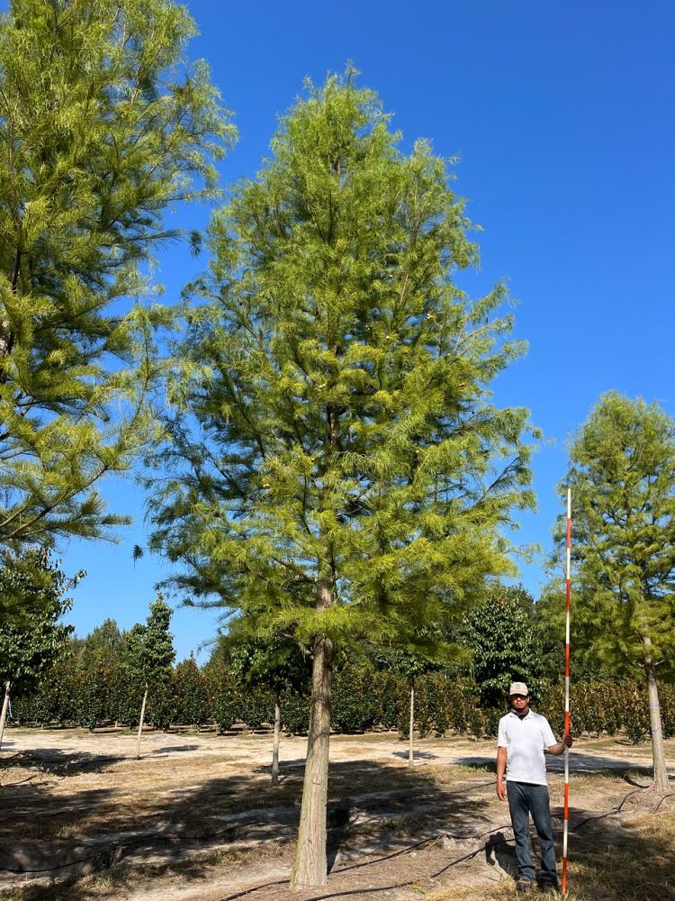 taxodium-ascendens-prairie-sentinel-pond-cypress