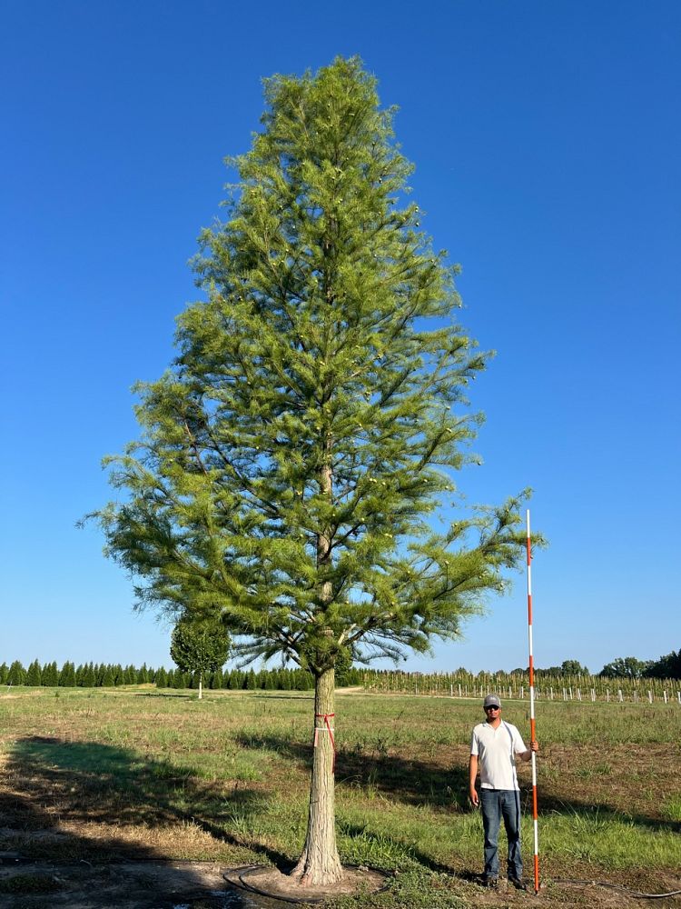 taxodium-ascendens-prairie-sentinel-pond-cypress