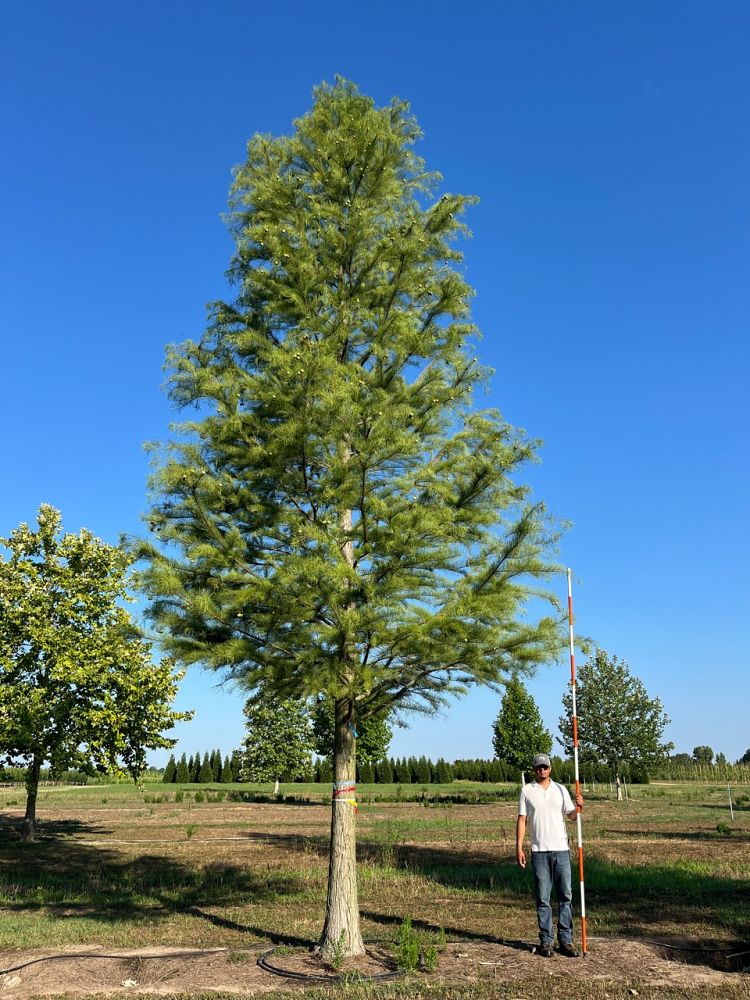 taxodium-ascendens-prairie-sentinel-pond-cypress