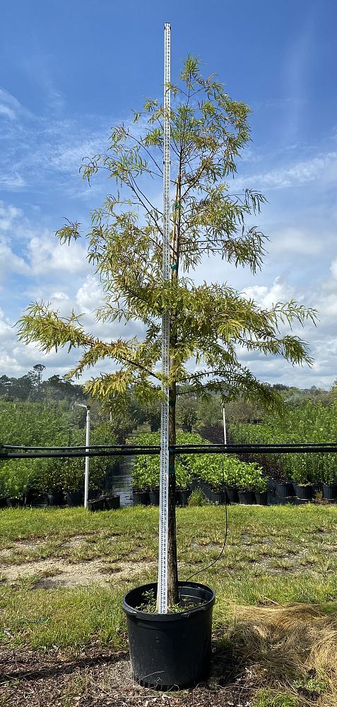 taxodium-distichum-bald-cypress