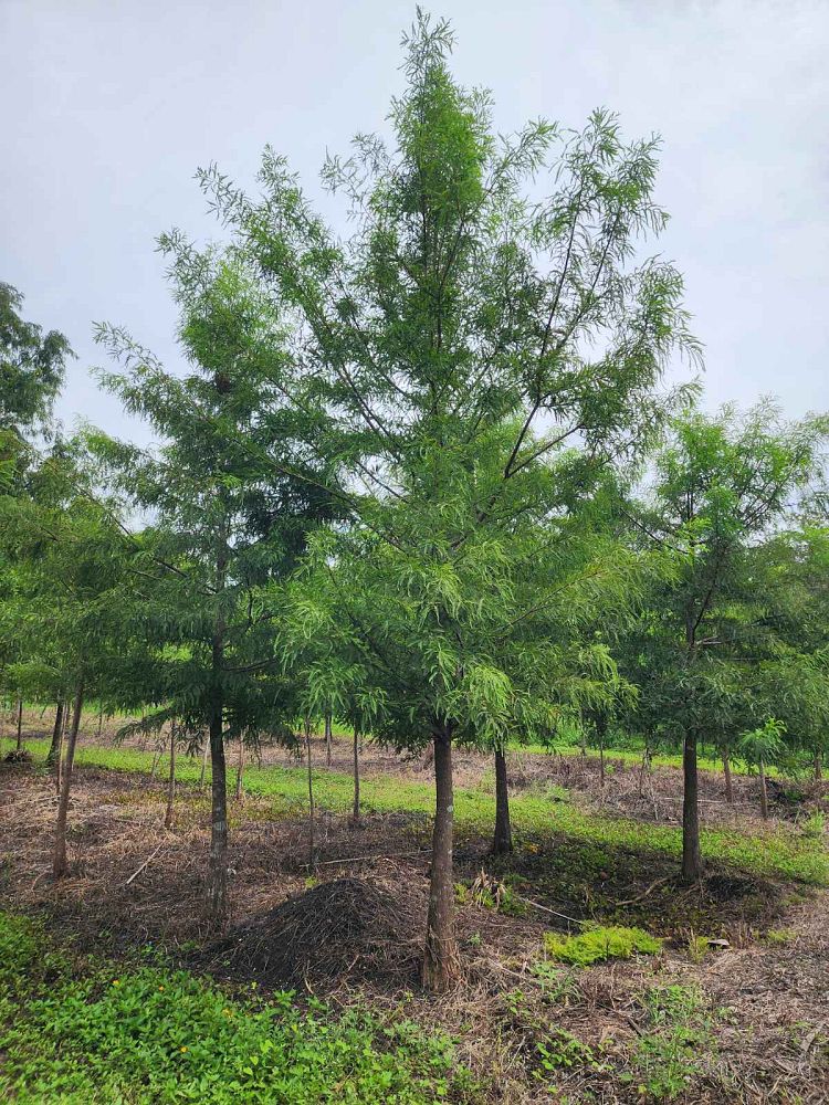 taxodium-distichum-bald-cypress