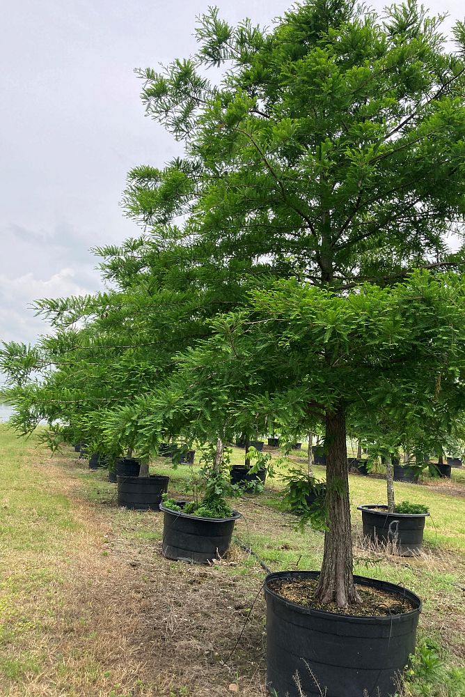 taxodium-distichum-bald-cypress