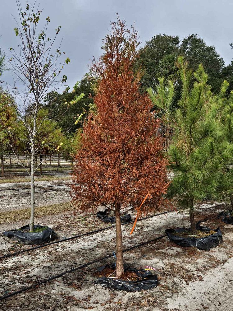 taxodium-distichum-bald-cypress