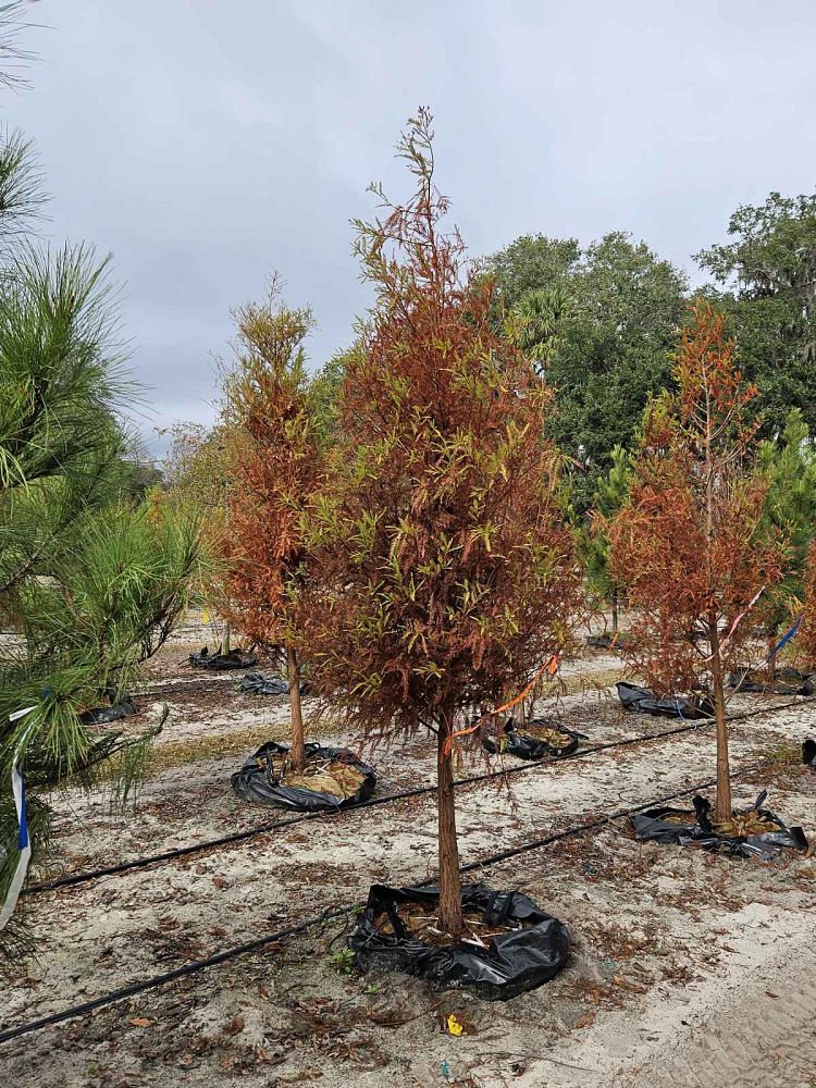 taxodium-distichum-bald-cypress