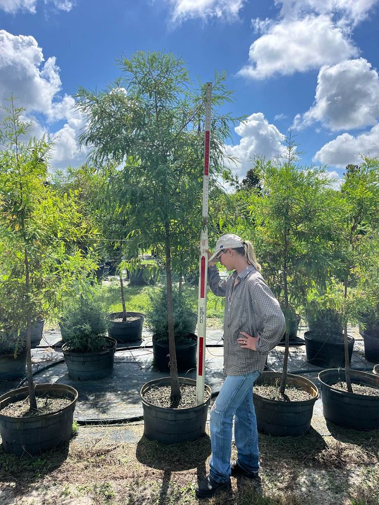 taxodium-distichum-bald-cypress