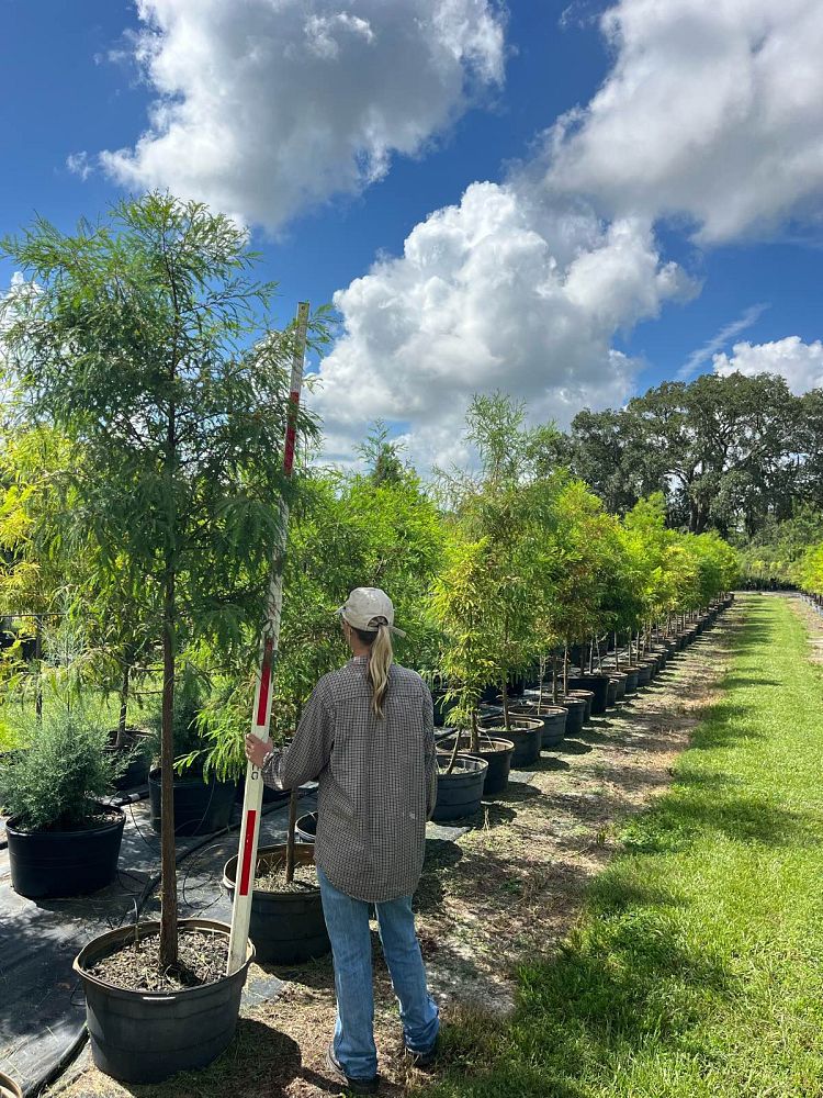 taxodium-distichum-bald-cypress