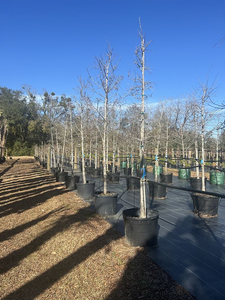 taxodium-distichum-bald-cypress