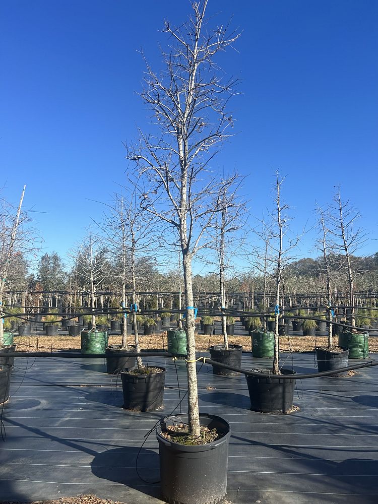 taxodium-distichum-bald-cypress