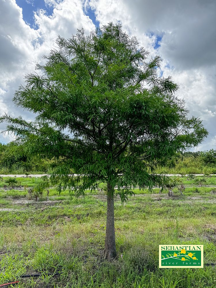 taxodium-distichum-bald-cypress