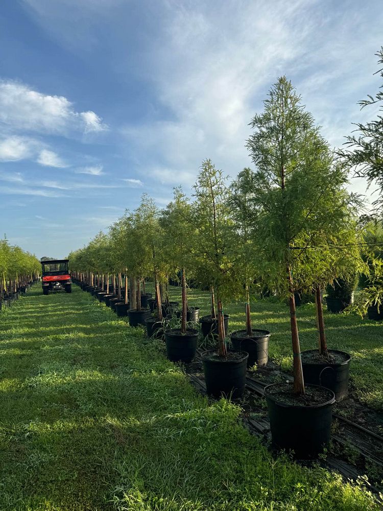 taxodium-distichum-bald-cypress