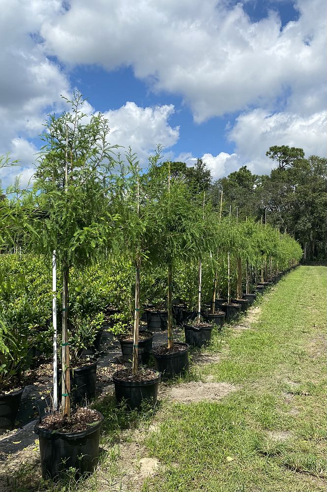 taxodium-distichum-bald-cypress